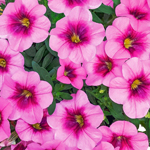 Calibrachoa PortuCal Patio Pink Purple